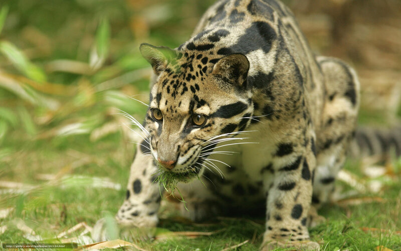 Clouded leopard in grass
