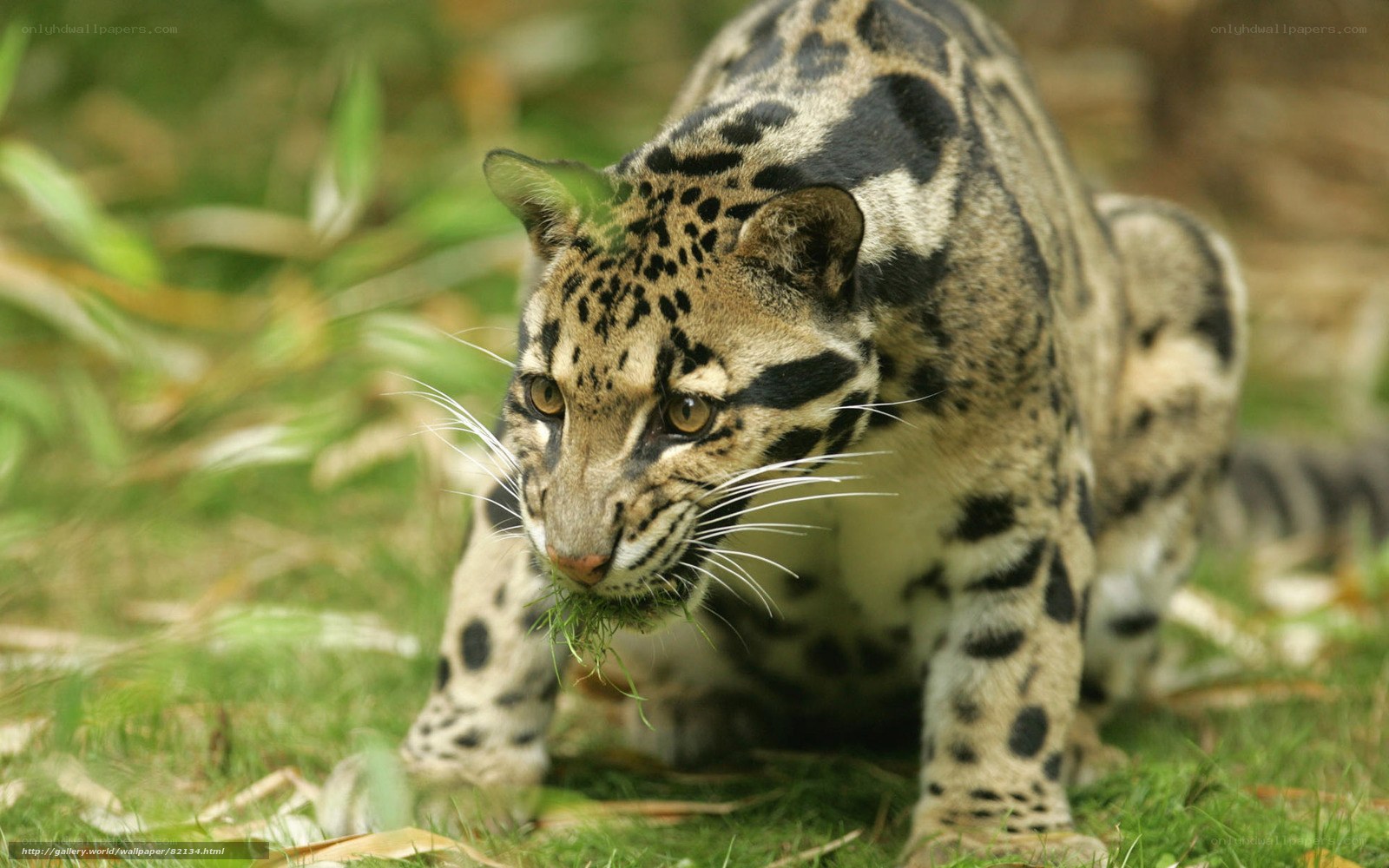 Clouded leopard in grass