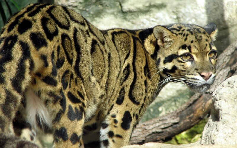 Clouded leopard in natural habitat