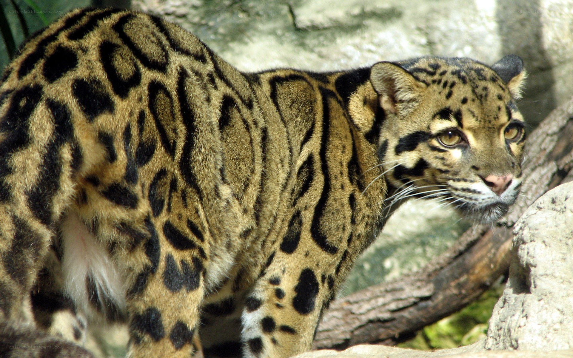 Clouded leopard in natural habitat