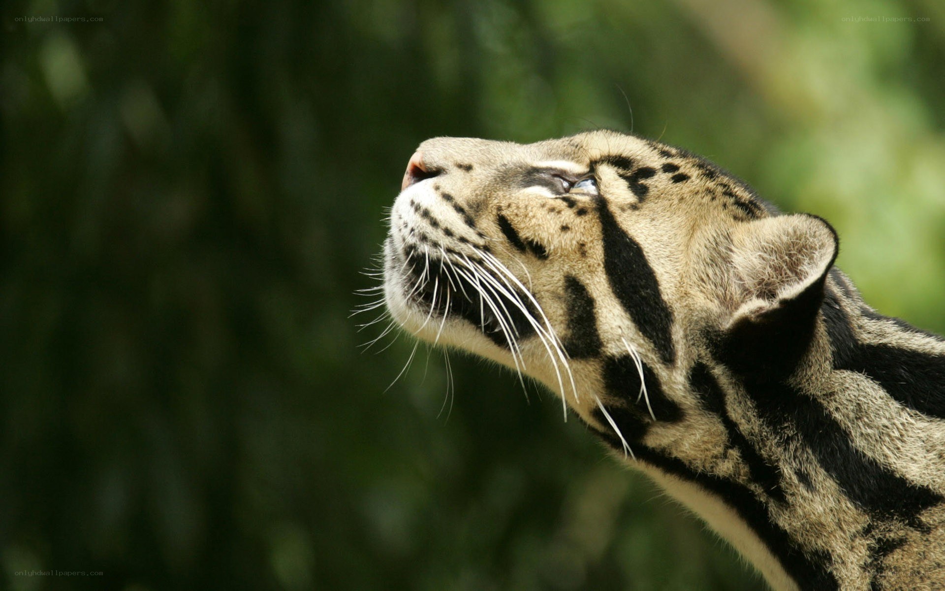 clouded leopard in profile