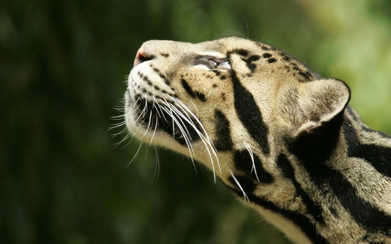clouded leopard in profile