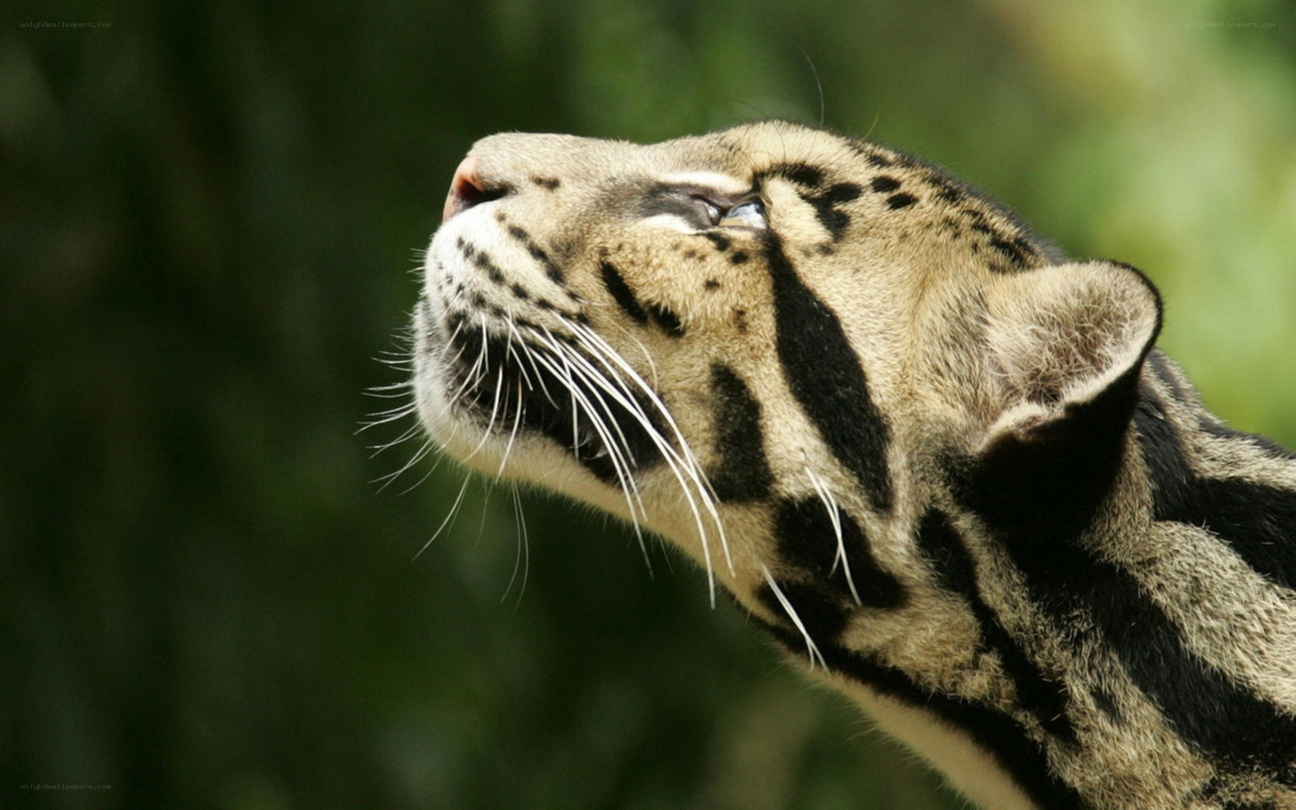 clouded leopard in profile