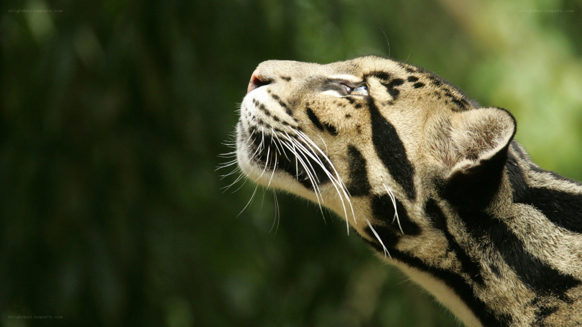 clouded leopard in profile