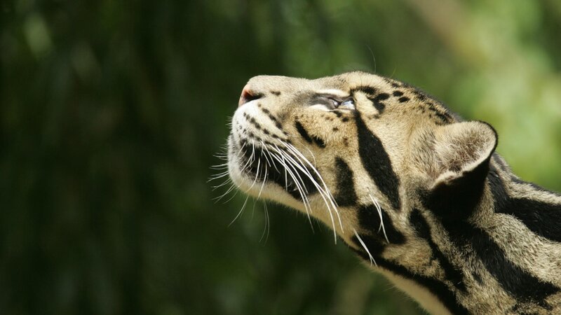 clouded leopard in profile
