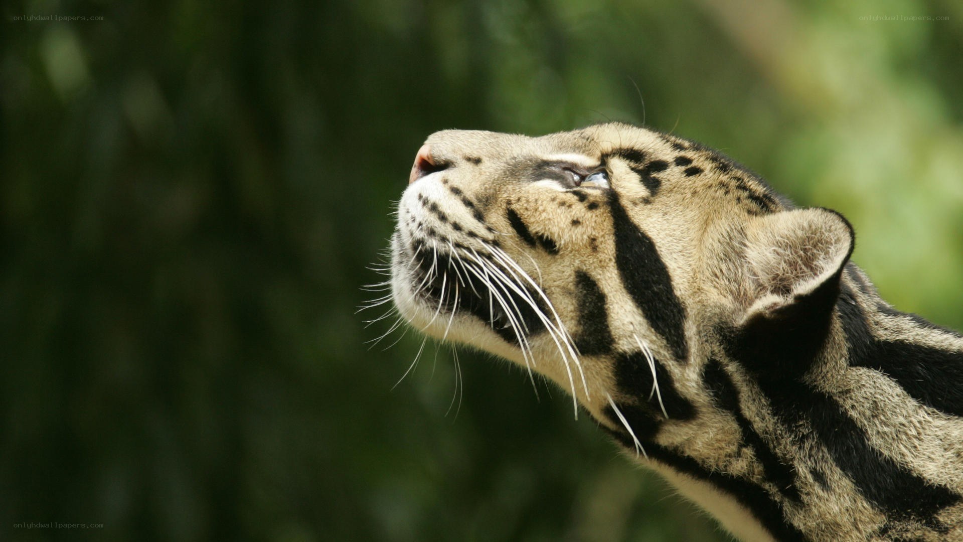 clouded leopard in profile