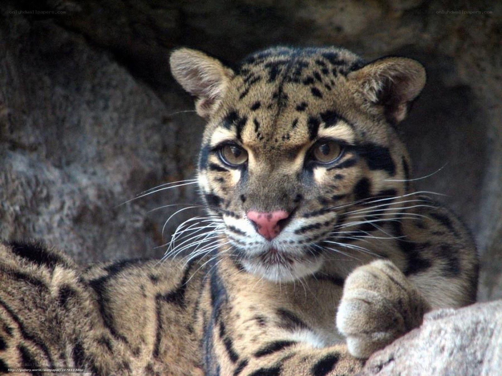 Clouded leopard in rocky shelter
