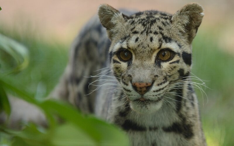 Clouded leopard in the wild