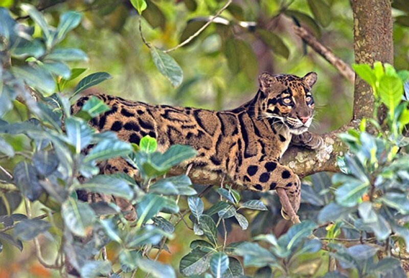 Clouded Leopard in Tree