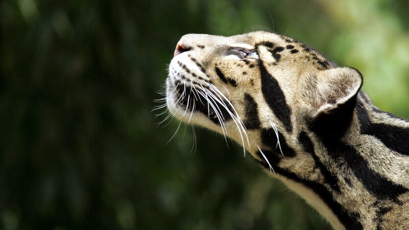 clouded leopard looking up