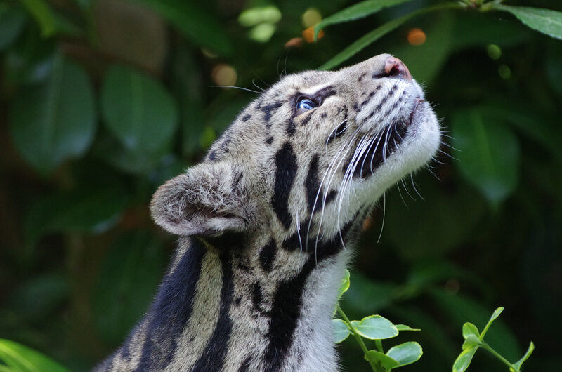 clouded leopard looking up