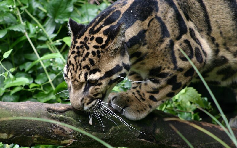 Clouded leopard on a branch