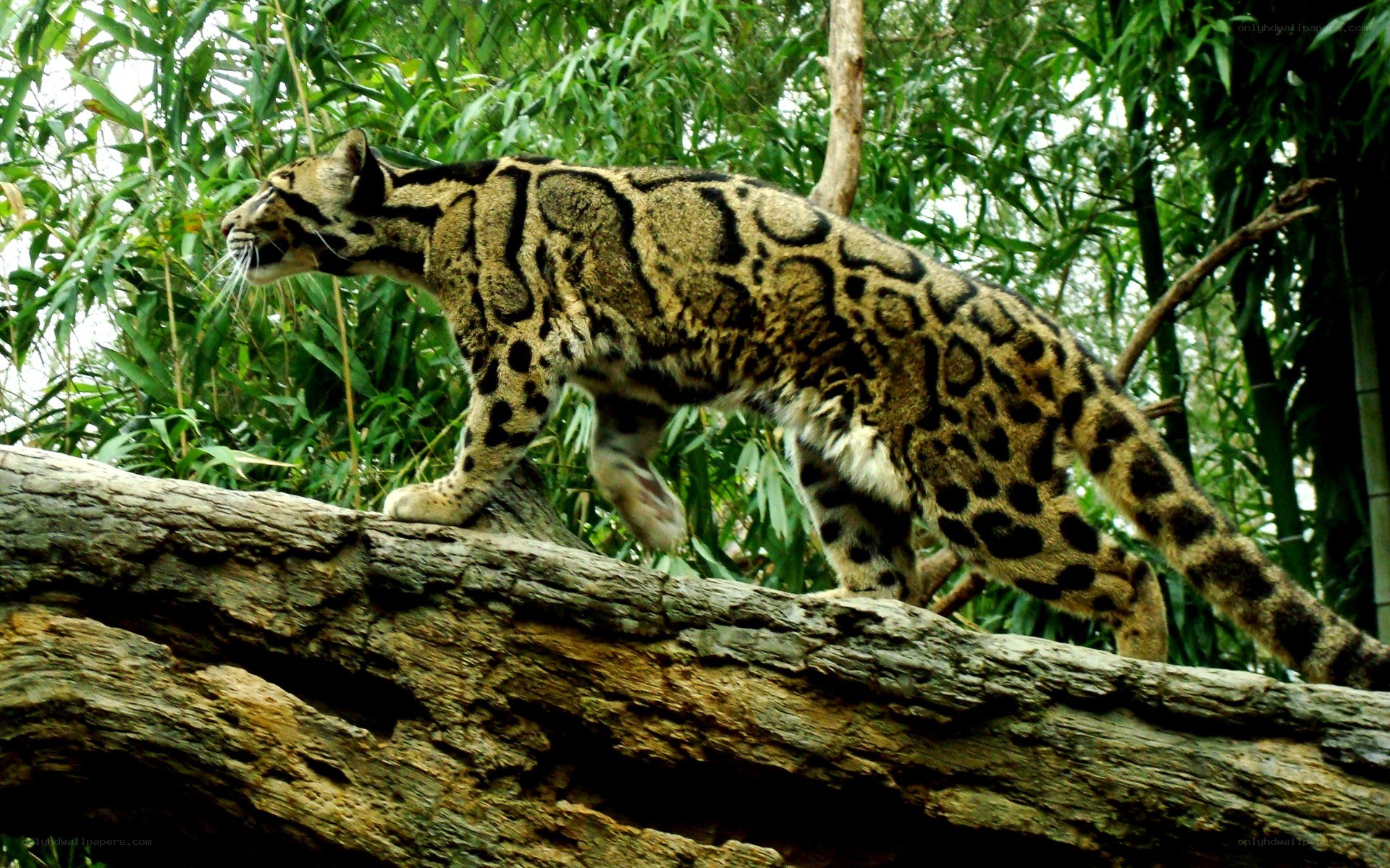 Clouded leopard on a log
