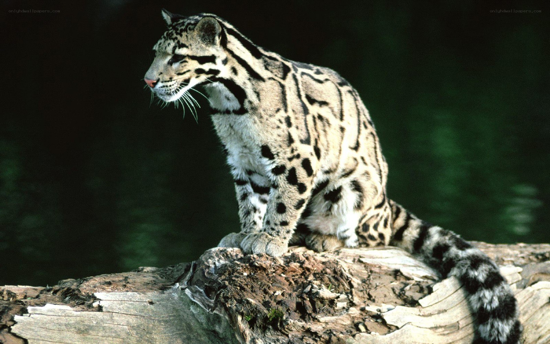 Clouded leopard on a log