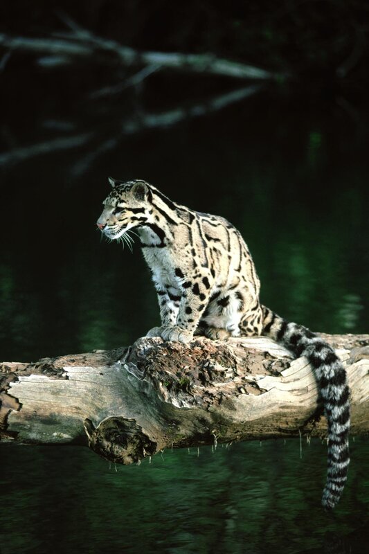 Clouded leopard on a log