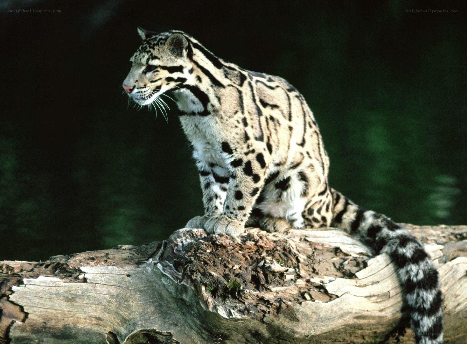 Clouded leopard on a log