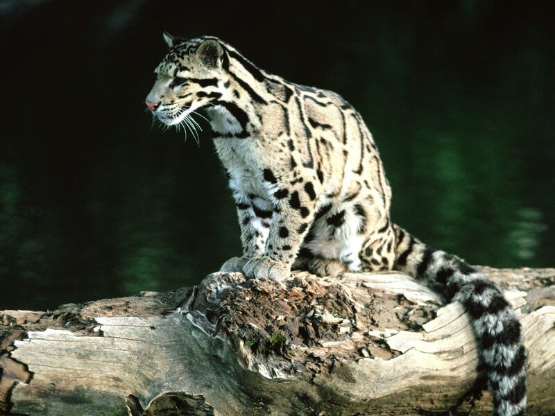 Clouded leopard on a log