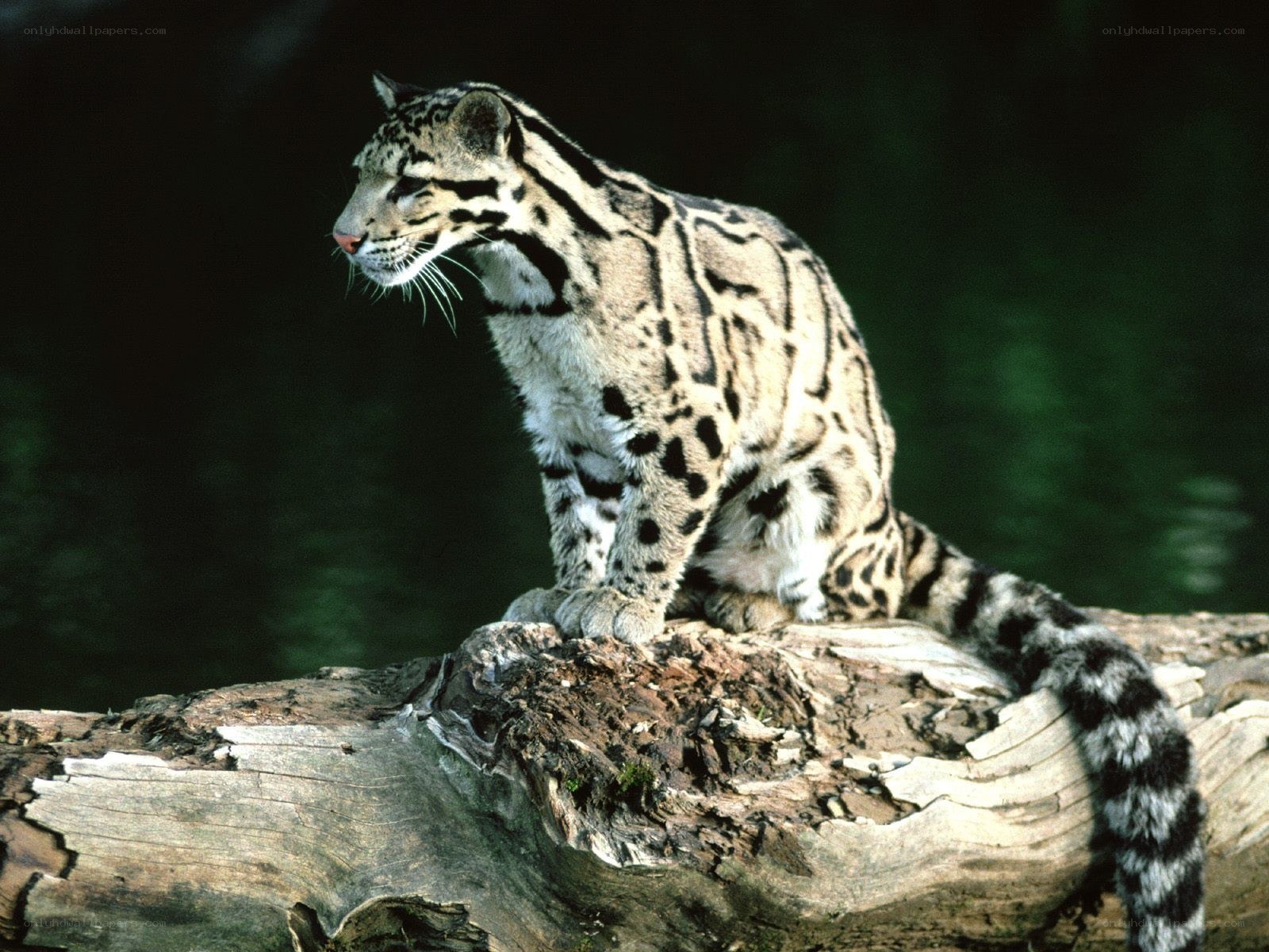 Clouded leopard on a log