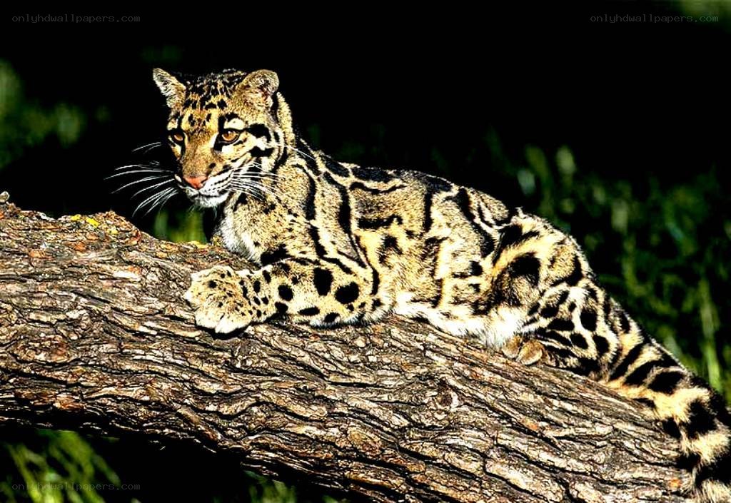 Clouded leopard on a tree branch