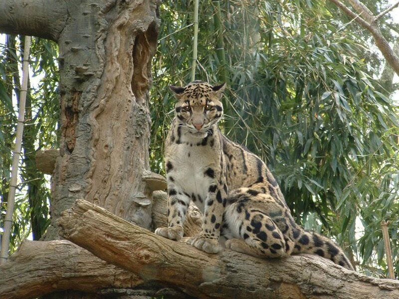Clouded leopard on a tree branch