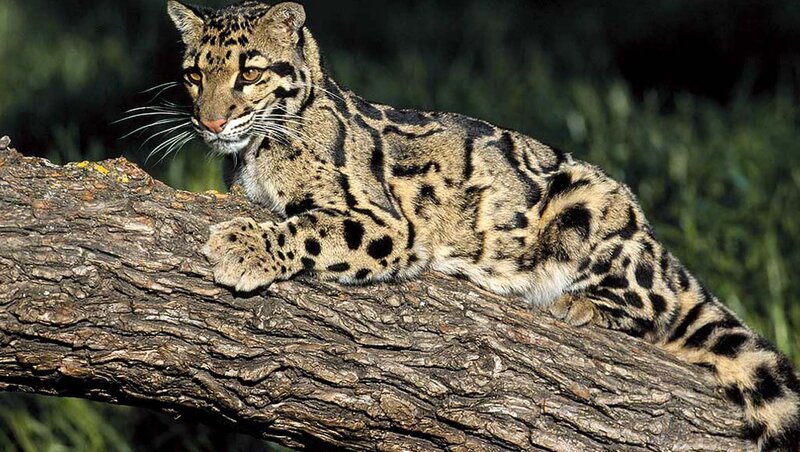 Clouded Leopard on Branch — Brown, Alert, Afternoon