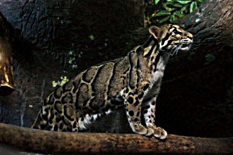 Clouded Leopard on Branch — Brown, Alert, Photograph