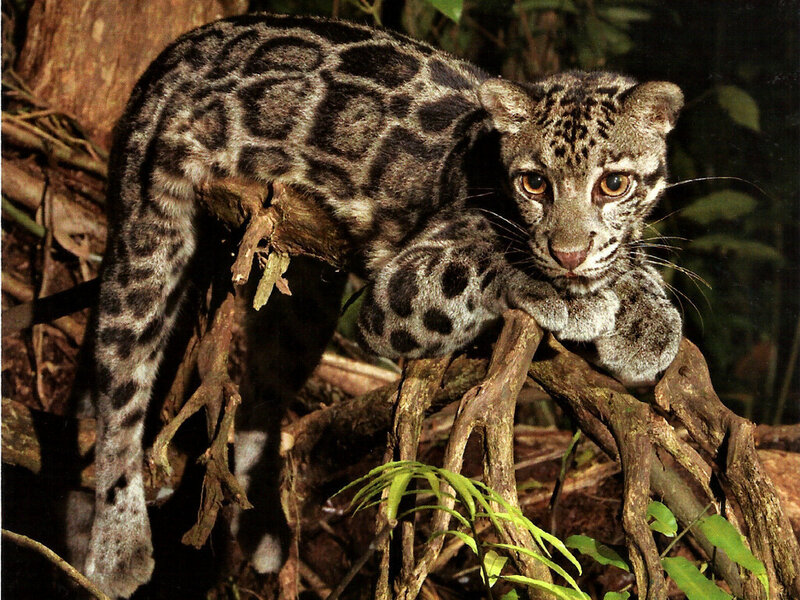Clouded Leopard on Branch — Brown, Alert