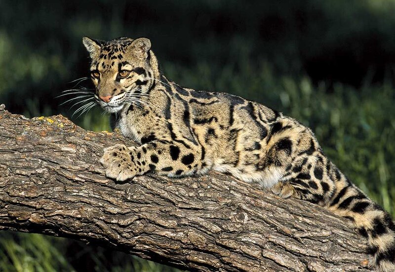Clouded Leopard on Branch — Brown