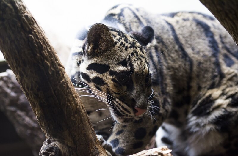 Clouded Leopard on Branch — Gray