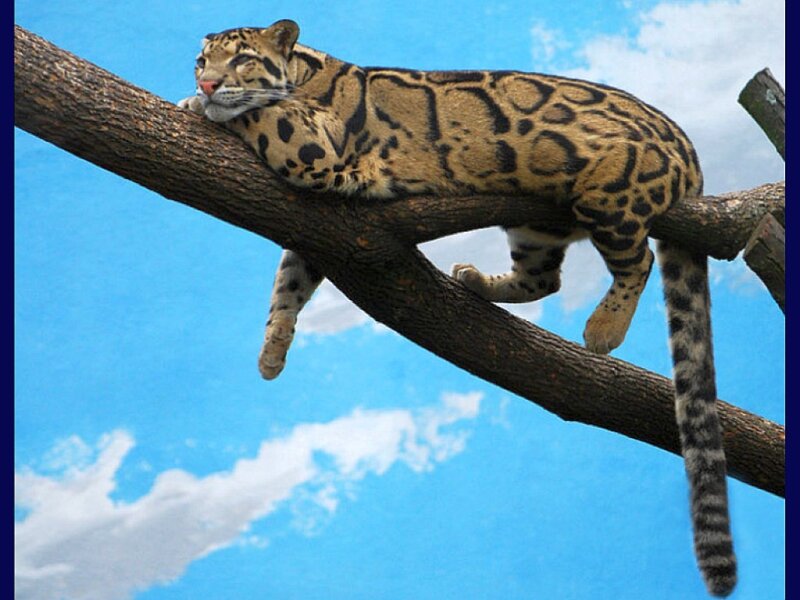Clouded Leopard on Branch