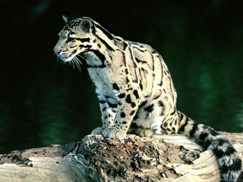 Clouded Leopard on Log — Alert
