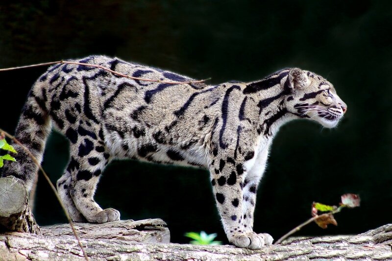 Clouded Leopard on Log — Black