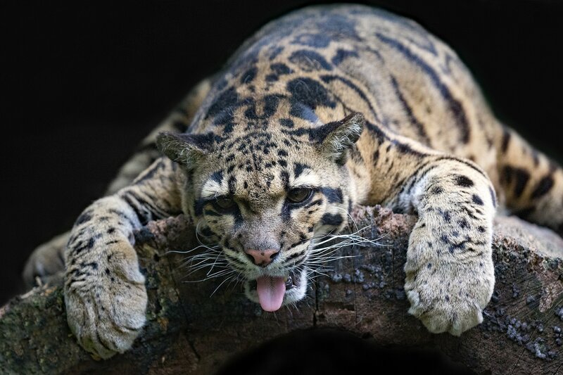 Clouded Leopard on Log — Brown