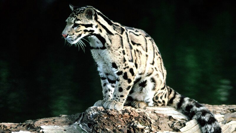 Clouded Leopard on Log — Gray, Alert, Photograph, Forest, Black, Green