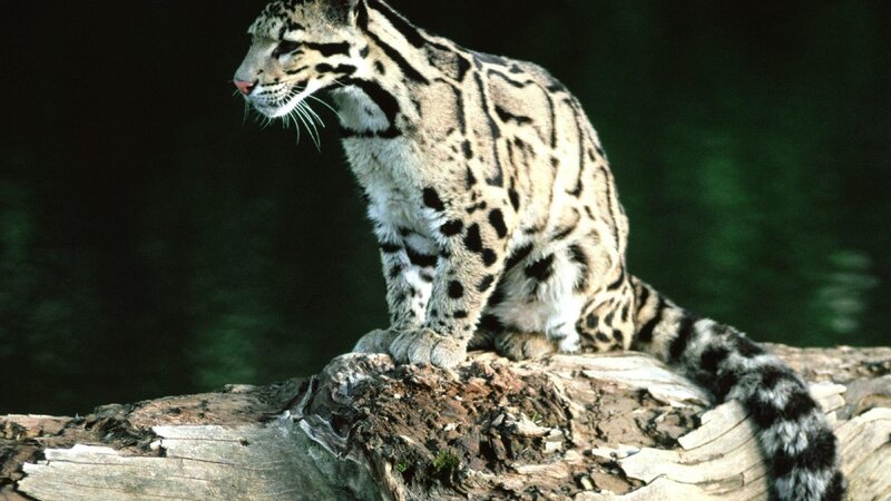 Clouded Leopard on Log — Gray, Alert, Photograph