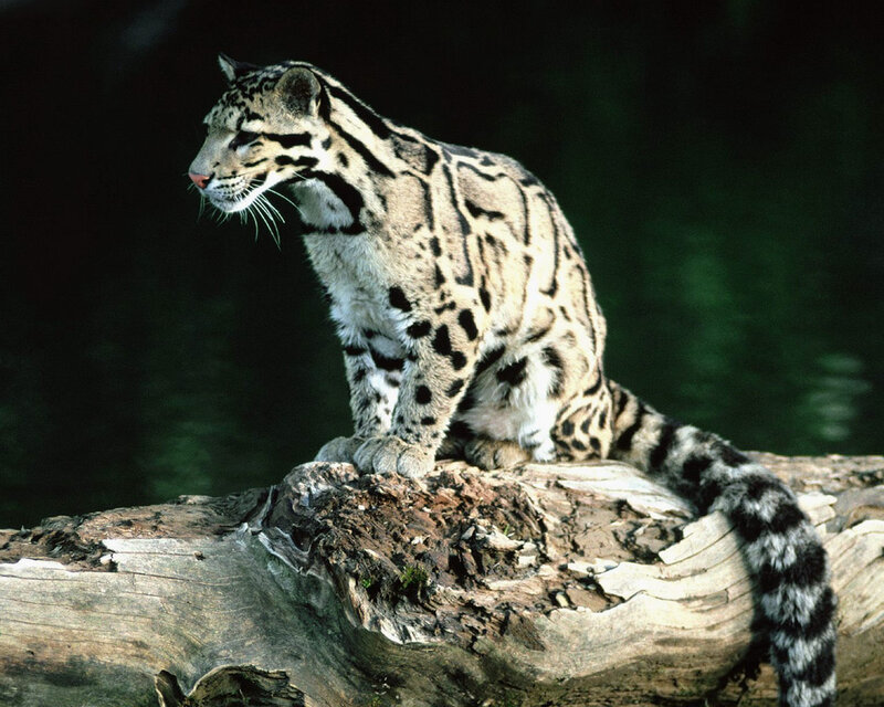 Clouded Leopard on Log — Gray, Alert