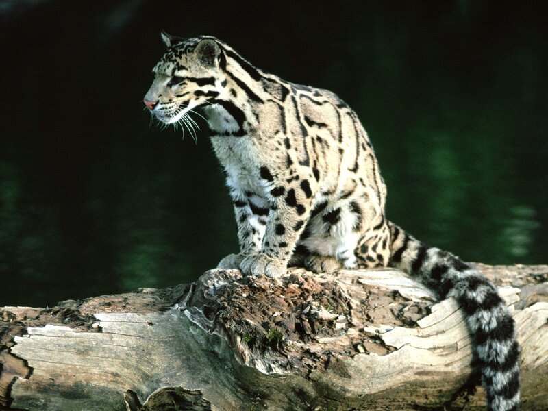 Clouded Leopard on Log — Gray
