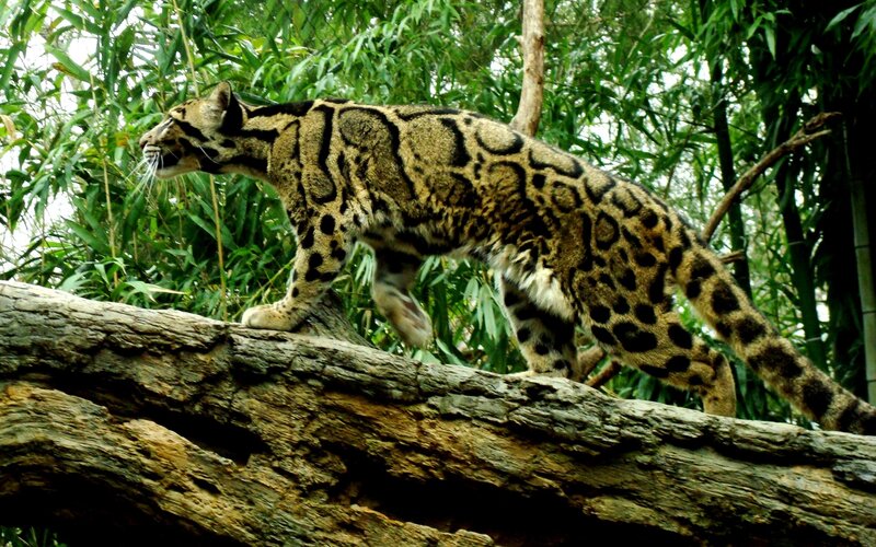 Clouded Leopard on Log — Green