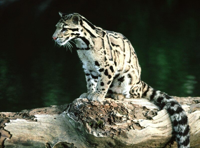 Clouded Leopard on Log — Photograph