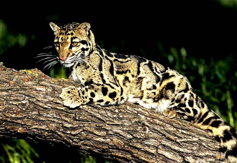Clouded Leopard on Tree Branch — Brown