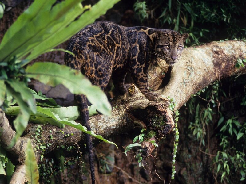 Clouded Leopard on Tree Branch