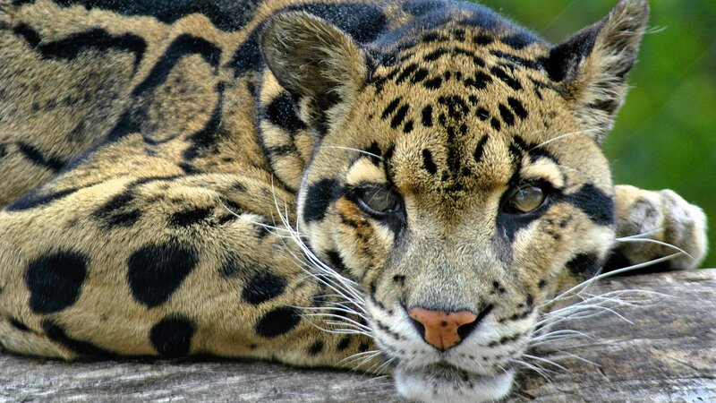 Clouded Leopard Resting — Brown, Calm, Photograph, Log