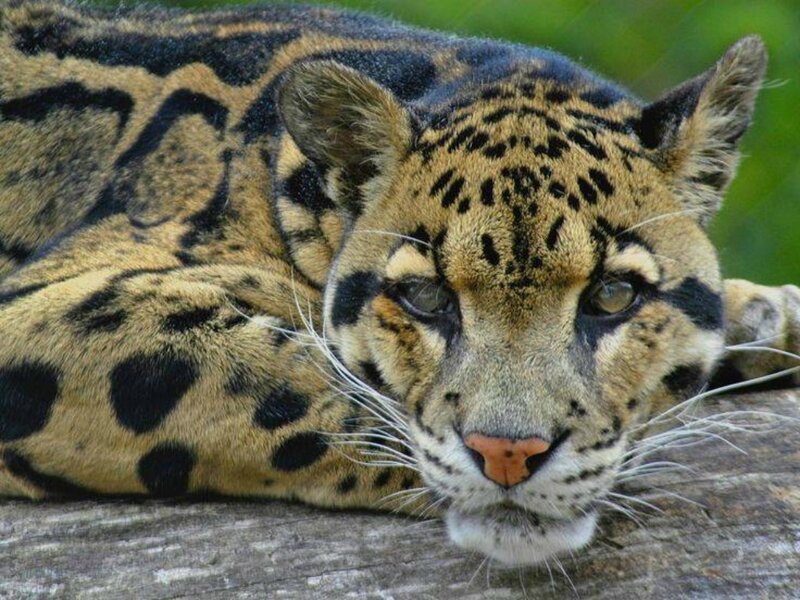 Clouded Leopard Resting — Brown, Calm, Photograph