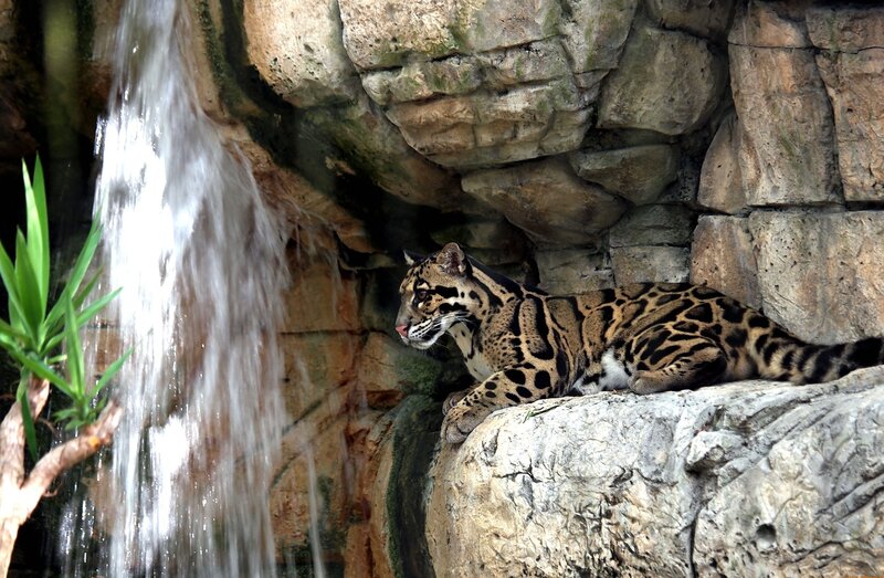 Clouded Leopard Resting — Brown, Calm