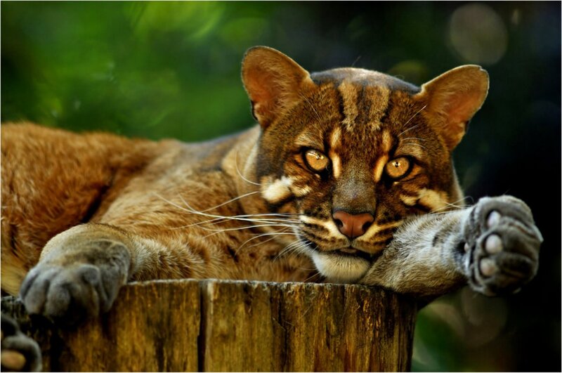 Clouded Leopard Resting — Brown