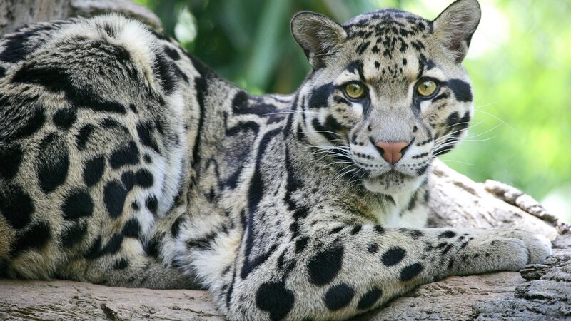 Clouded Leopard Resting — Gray, Calm, Afternoon, Photograph, Log, Forest