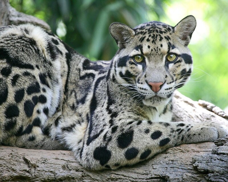 Clouded Leopard Resting — Gray, Calm, Afternoon, Photograph, Log