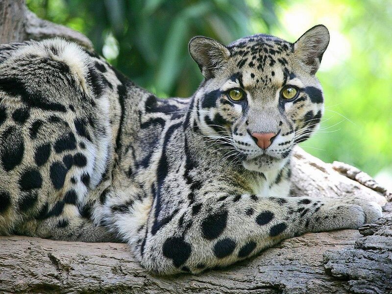Clouded Leopard Resting — Gray, Calm, Afternoon, Photograph, Tree Trunk
