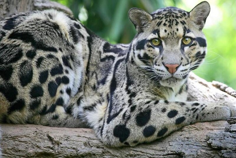 Clouded Leopard Resting — Gray, Calm