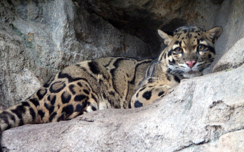 Clouded leopard resting in rock